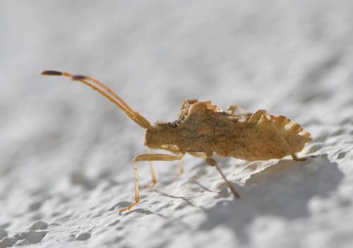 Réf. 281 310 : Centrocoris spiniger
